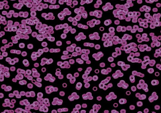 Flotex Sottsass