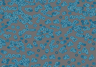 Flotex Sottsass
