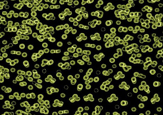 Flotex Sottsass