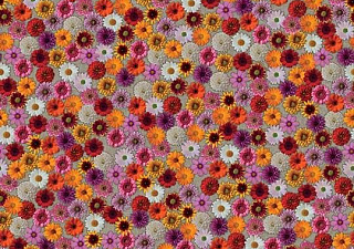 Flotex Vision image