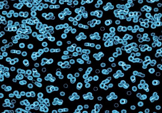 Flotex Sottsass