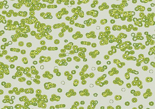 Flotex Sottsass
