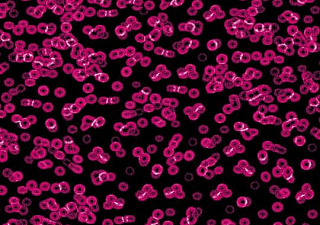 Flotex Sottsass