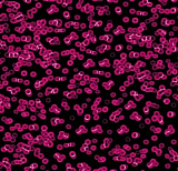 Flotex Sottsass