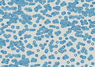 Flotex Sottsass