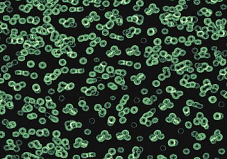 Flotex Sottsass