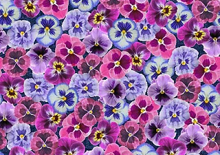 Flotex Vision image
